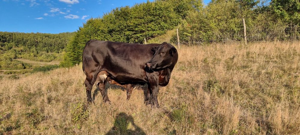 Vand vaca meris de angus