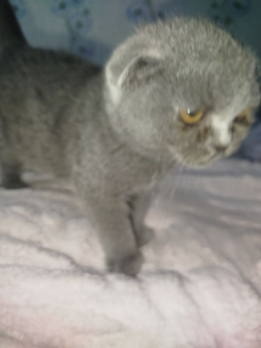 Катенок  девочка 2 месяца
