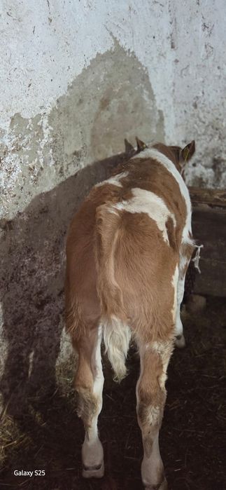 Vând vițel o luna jumate