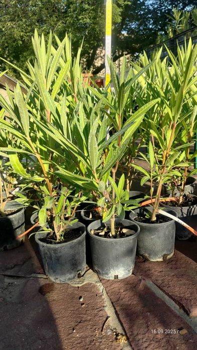 Олеандър/Зокум/Лян/Nerium Oleander : 65-75 см височина-ПРОМОЦИЯ