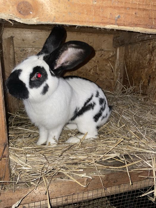 De vânzare un mascul de fluture german