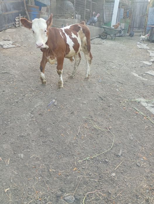 Vând vițel de 4luni