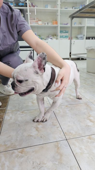 Найдена собака породы французский бульдог