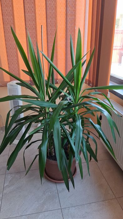 Vand plante ornamentale