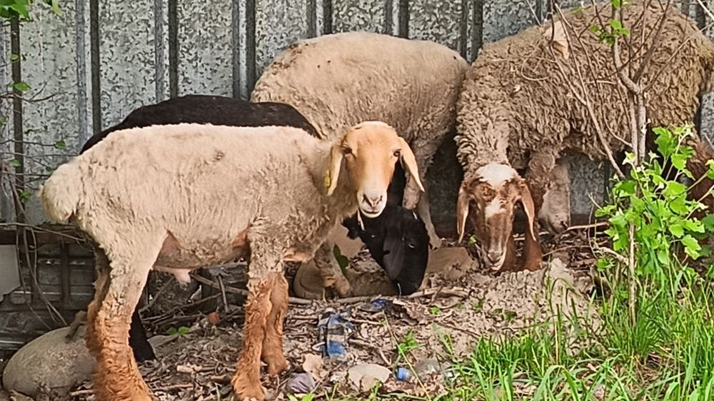 Продам торг будет