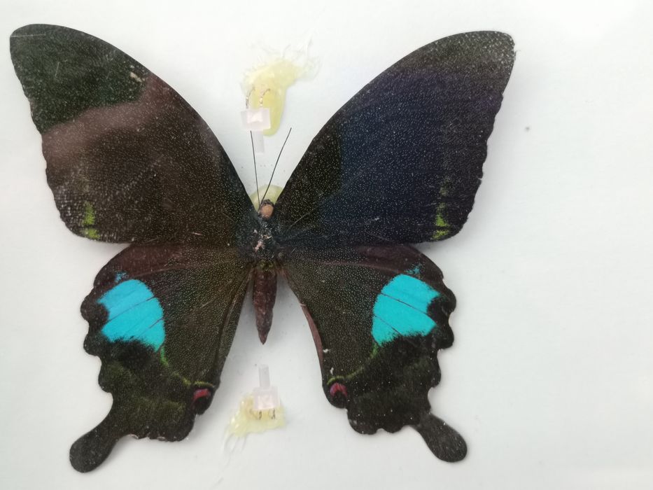 Истински пеперуди, естествени