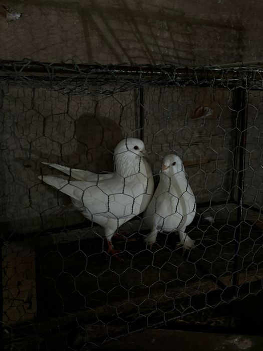 Vând porumbei diferite rase