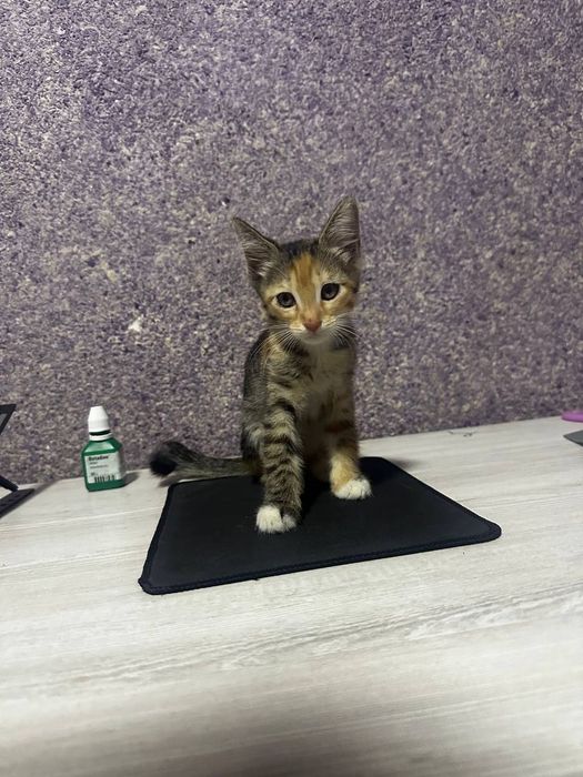 Бесплатно отдам в хорошие руки