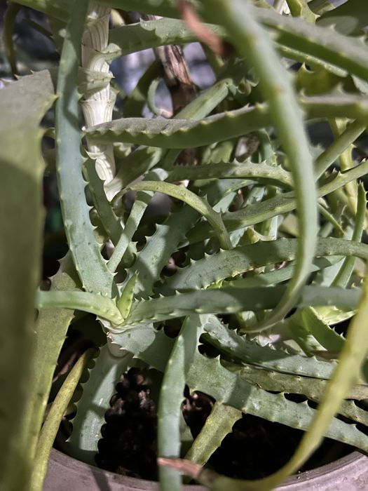 лечебное 7летнее Алое