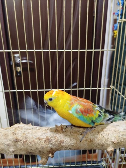 Продам двух певчих самцов. Только начали кушать самостоятельно