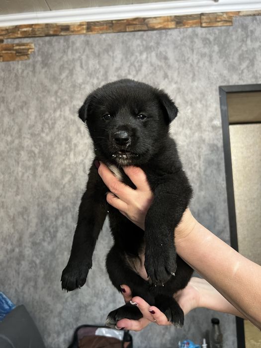 Месячные щенки бельгийской овчарки