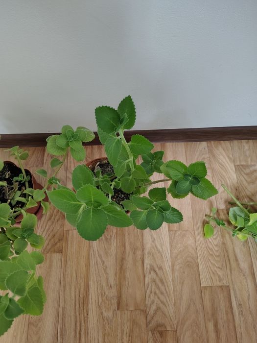 Плектрантус (комнатная мята)