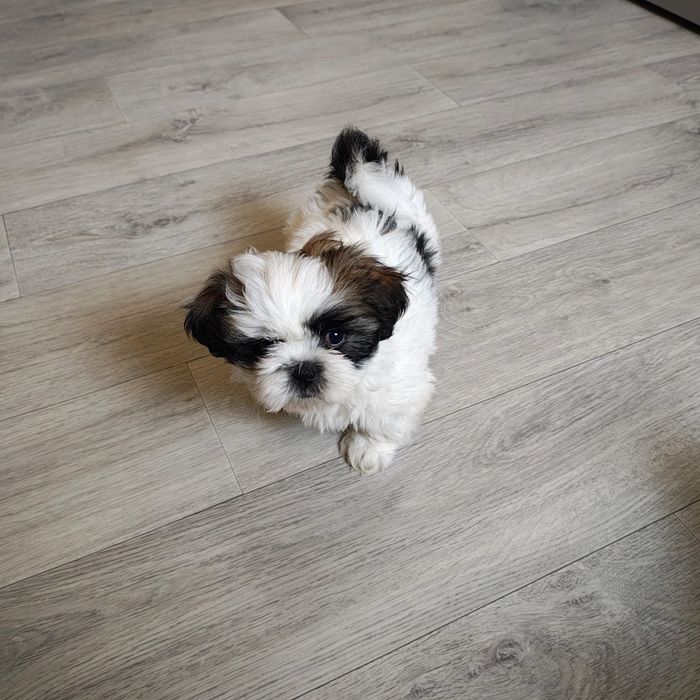 Pui Shih Tzu de vânzare