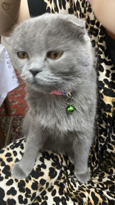 Продам британкого кота и шотланскоя вислоухая