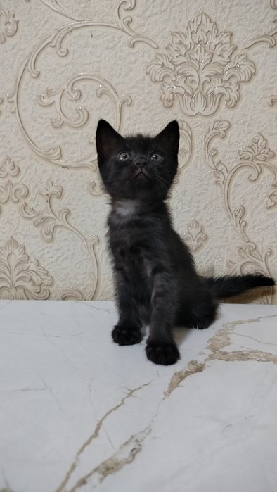 даëм в доброе руки им 2 месеца
