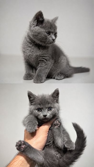 Котенок - Британка - Девочка