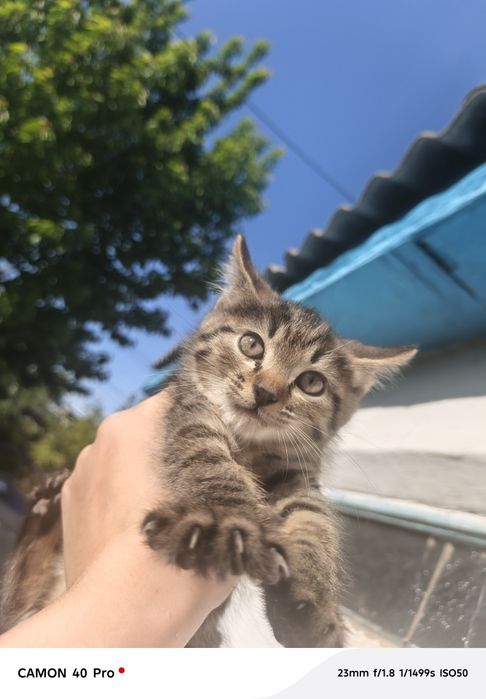 Котята, в добрые руки