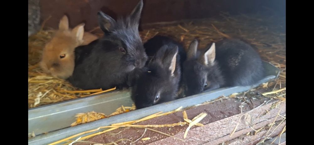 Iepurași de vânzare