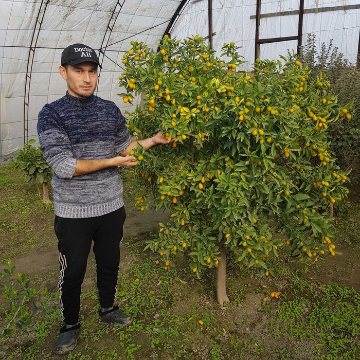 Кумкват кучатлари сотилади