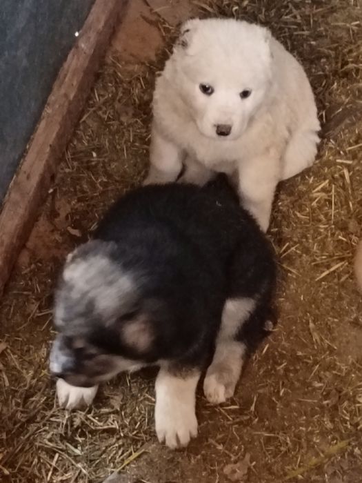 Алабай күшіктер, ұрғашы