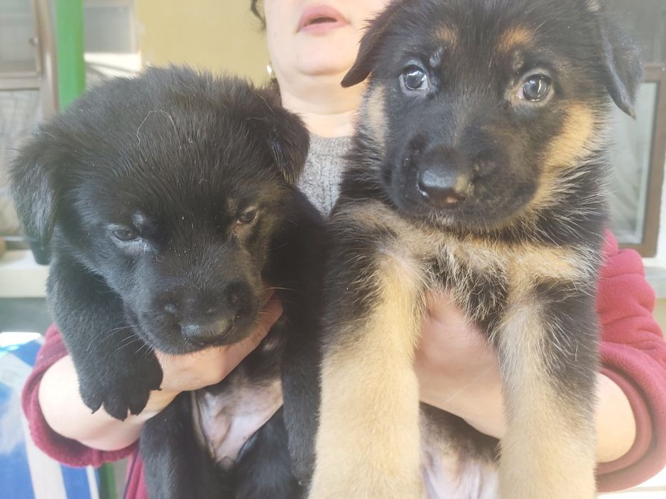 Прдаются чистокровные щенки немецкой овчарки