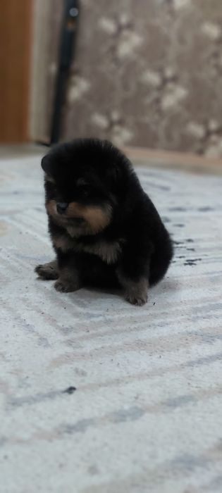 Шпицы черно-подпалого окраса