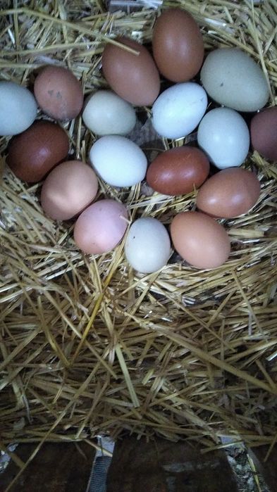 Ouă pentru incubat.