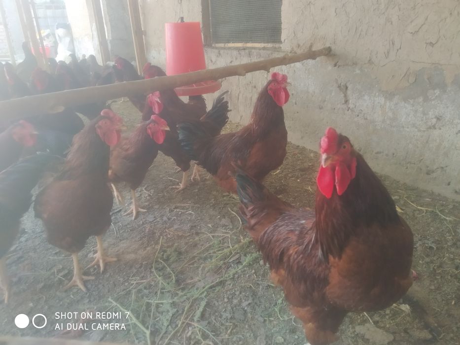 Кизил ху́розлар сотилади... 250 бор...