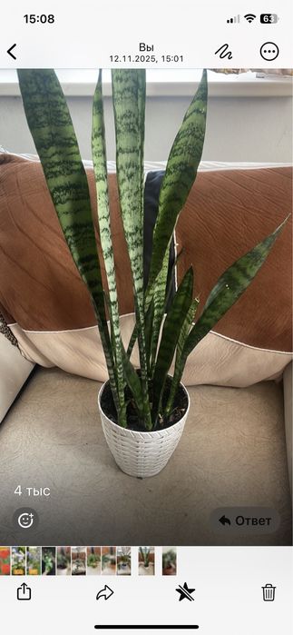 Срочно продам домашние цветы