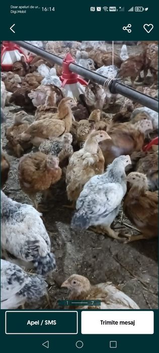 Pui alb de carne și rasa mixta