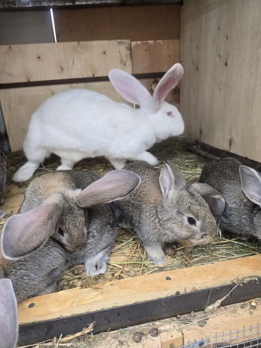 Iepuri Uriaș german