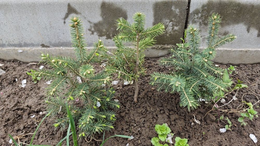 Продам саженцы ели 20-30см