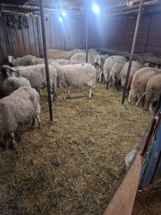 Продавам 16бр овце