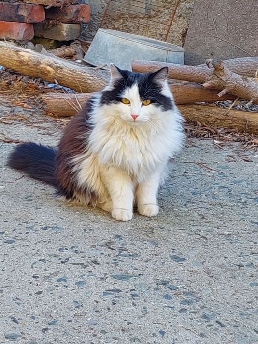 Прохор — кот для доброй бабушки