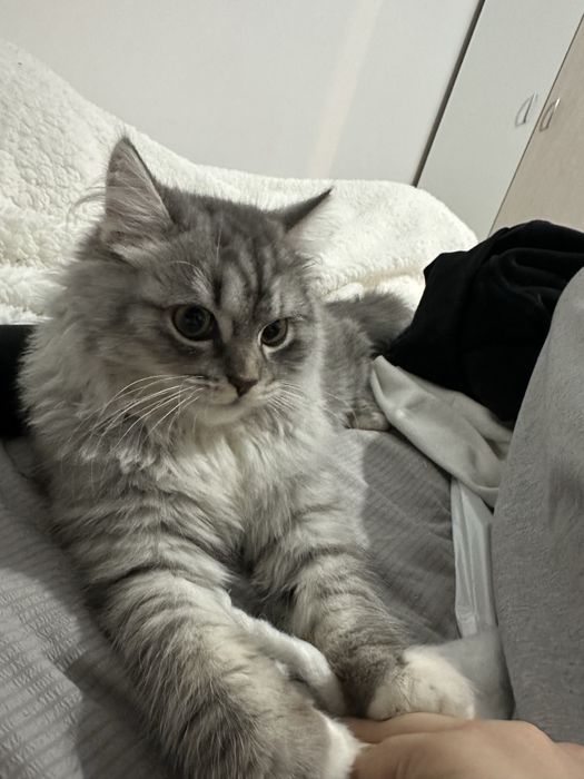 Кот ищет кошку для вязки