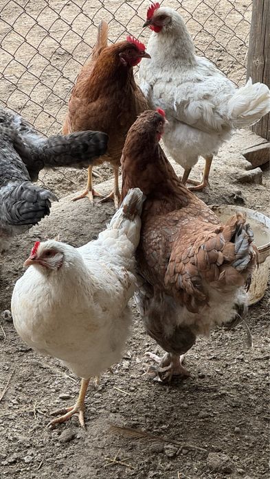 Яйца петух курица