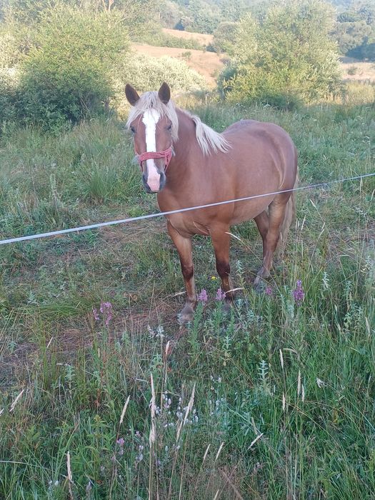 Vând mânză de 3 ani