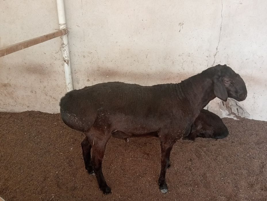 Assalomu aleykum Tojikiston xisori qôchqor sotiladi zotga
