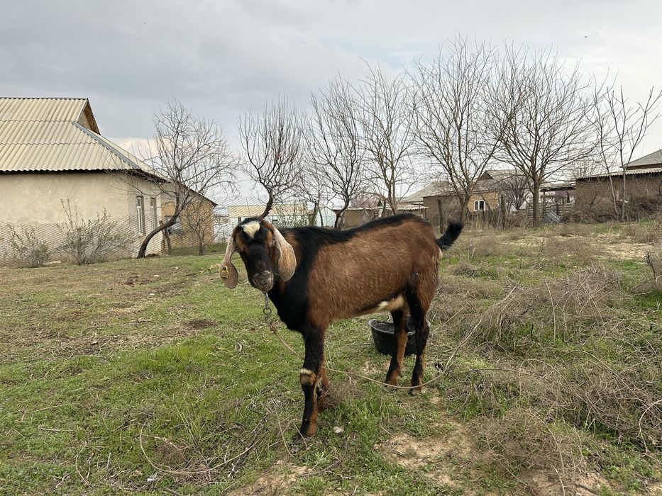 Теке ешкі козел сатылады