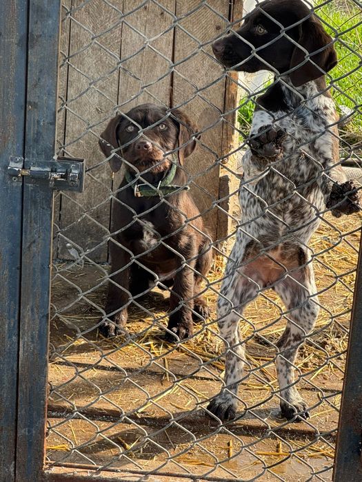 Дратхаар кабель и сука