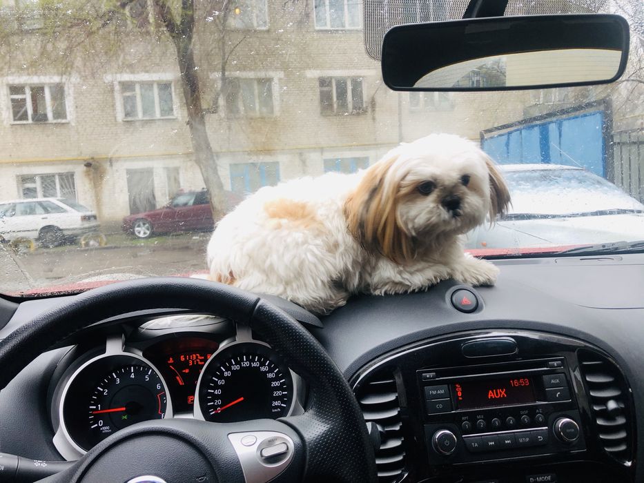 Пропала собака в Талгаре