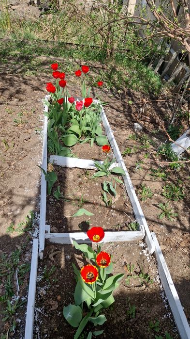 Продам тюльпаны разные