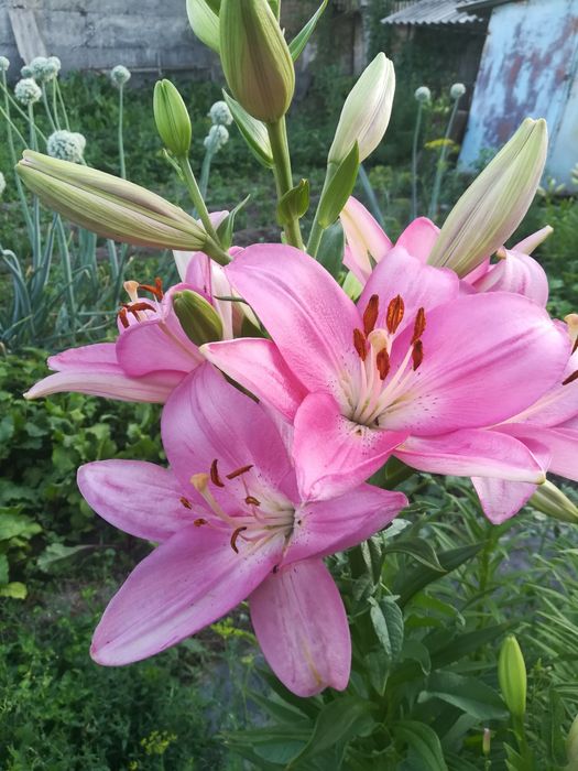 Лилии розовые крупные