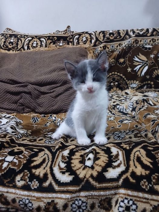 Котята, в добрые руки бесплатно