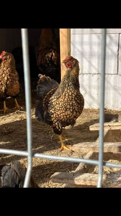 Gaini de rasa de vanzare, araucana si wyandotte