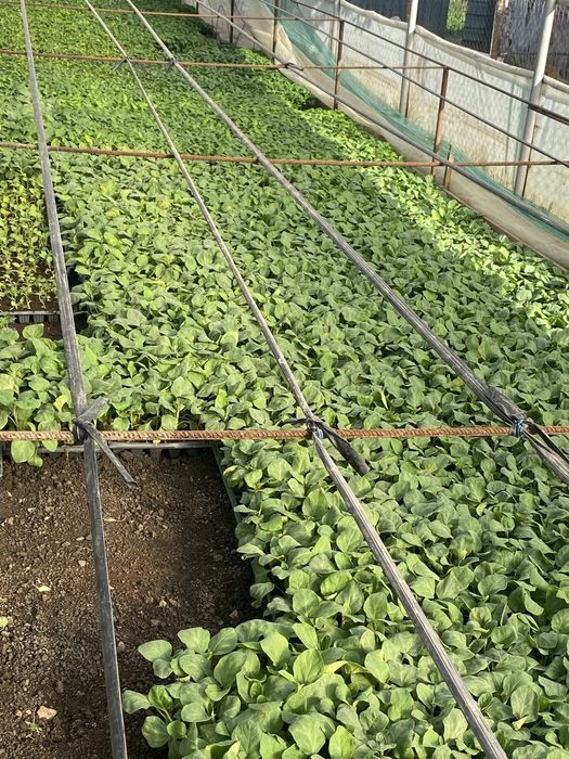 Rasad Legume  Profesionale