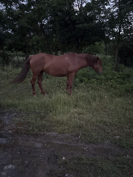 Iapa blanda si cuminte