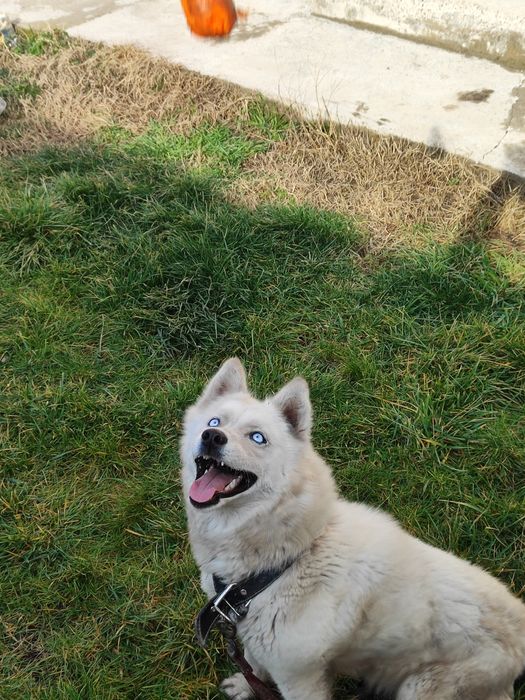 Сибирская  Хаски