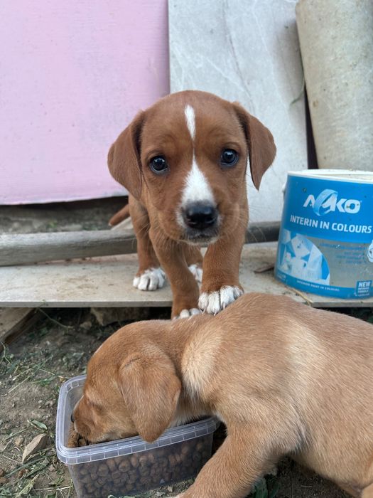 Подаряват се кученца