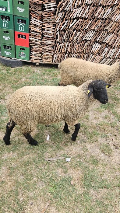 Berbec Suffolk de vanzare